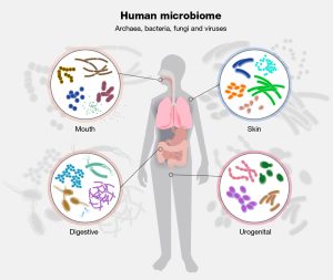 Microbiom humano